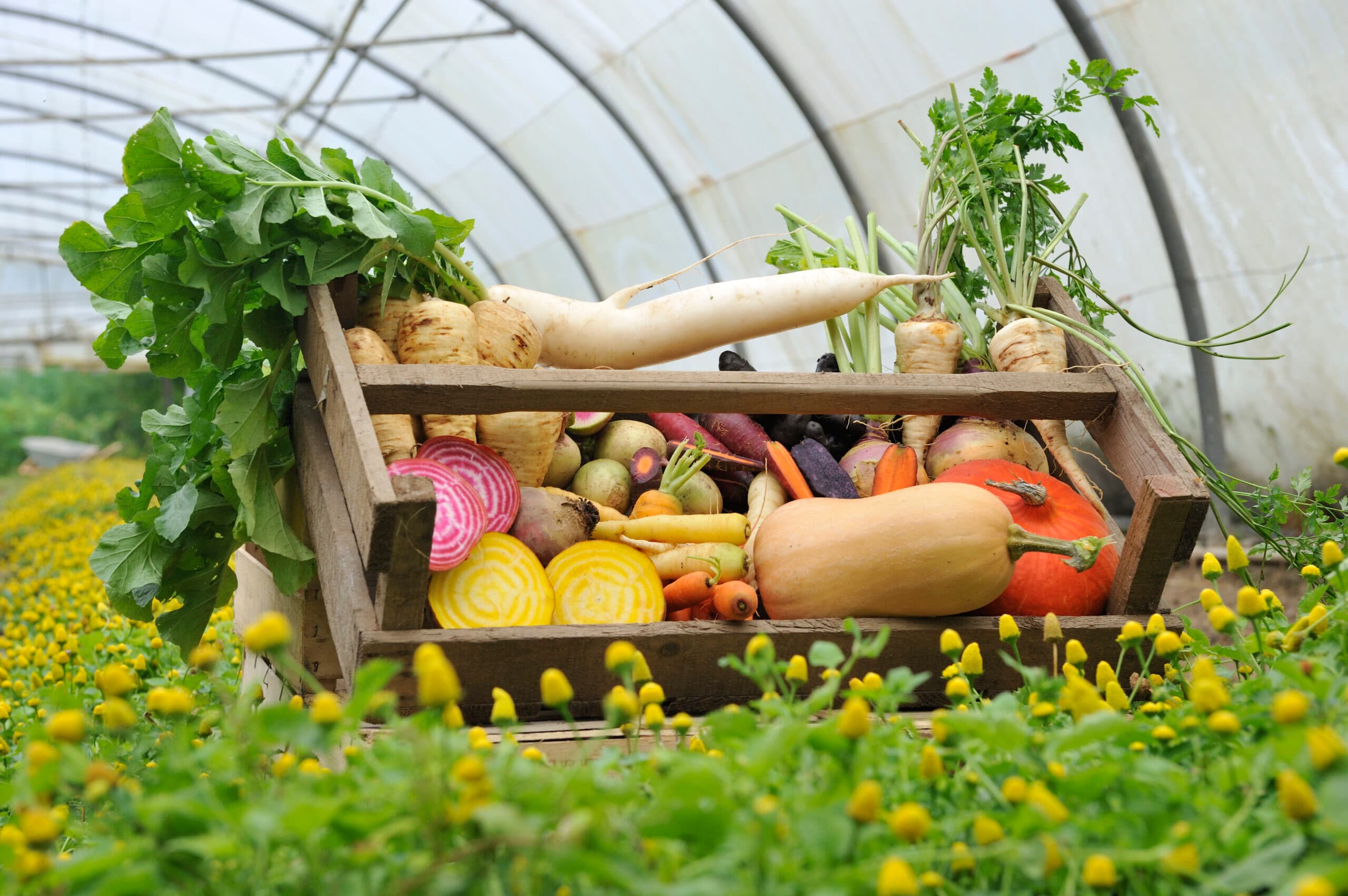 Photo d'un panier de légumes